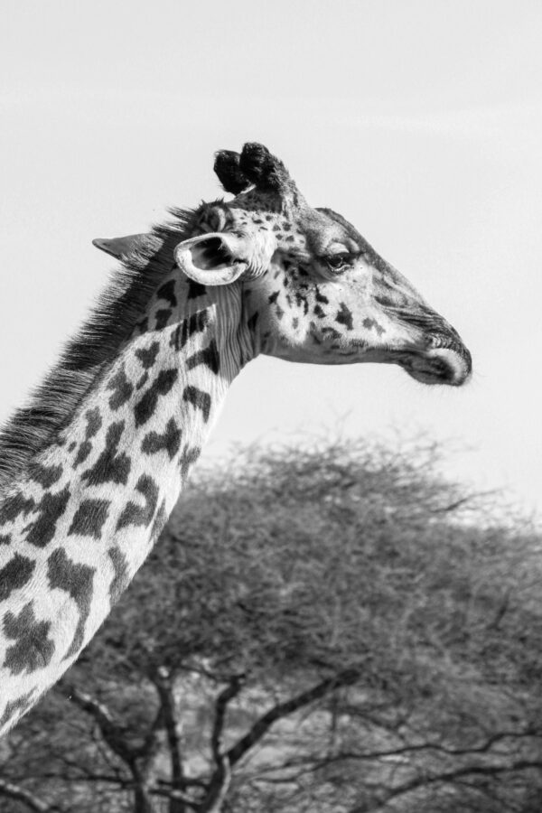 Beauty of wildlife by Camille Massida Photography
